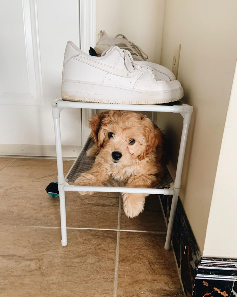 Happy Cavachon Pup