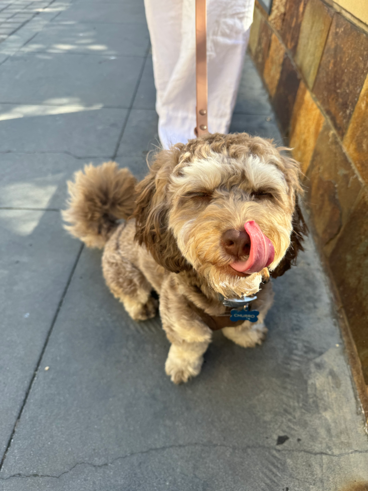 Sweet Cockapoo Pup