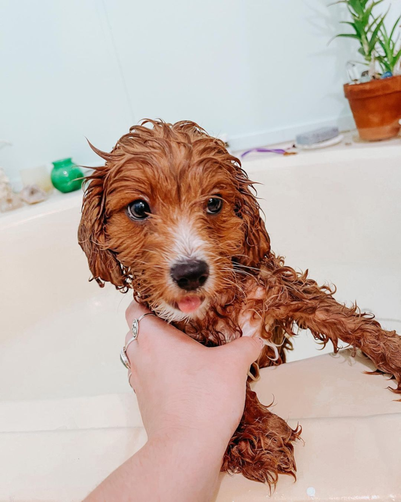 Adorable Cavoodle Poodle Mix Pup