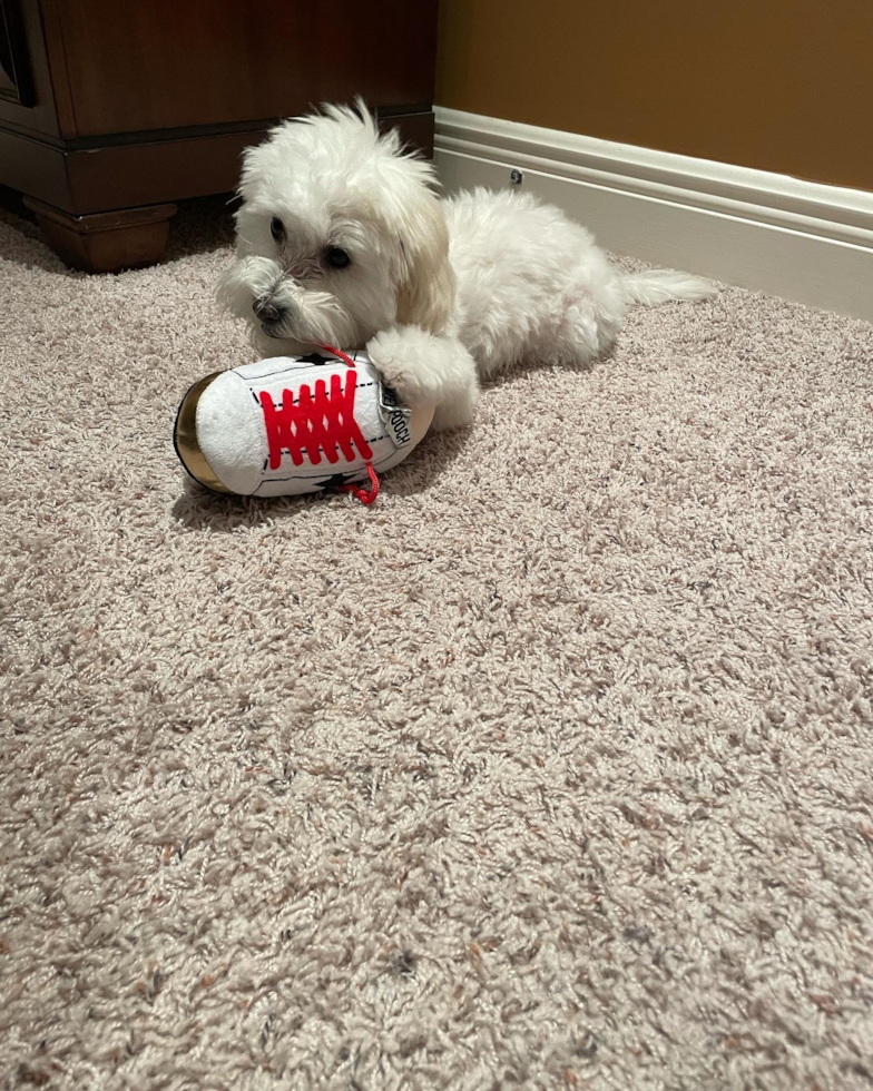 Westlake Village Maltipoo Pup