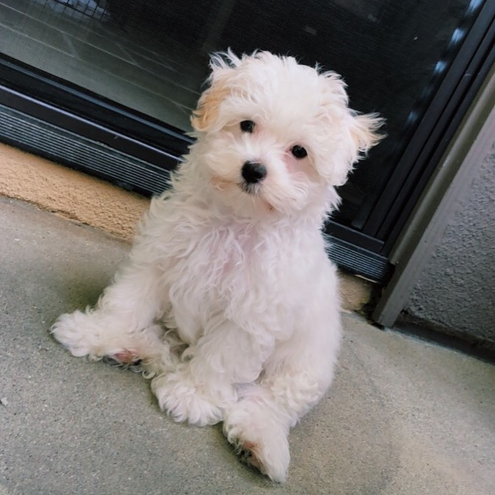 Maltipoo Being Cute