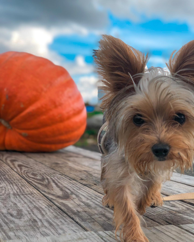 Cute Yorkie Purebred Pup