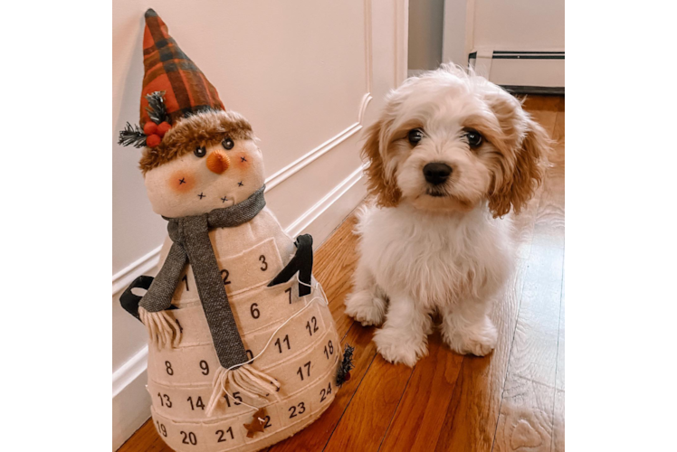 Best Cavachon Baby