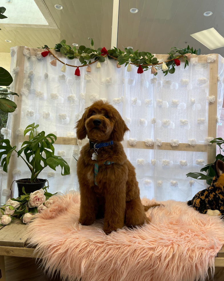 South San Francisco Mini Goldendoodle Pup