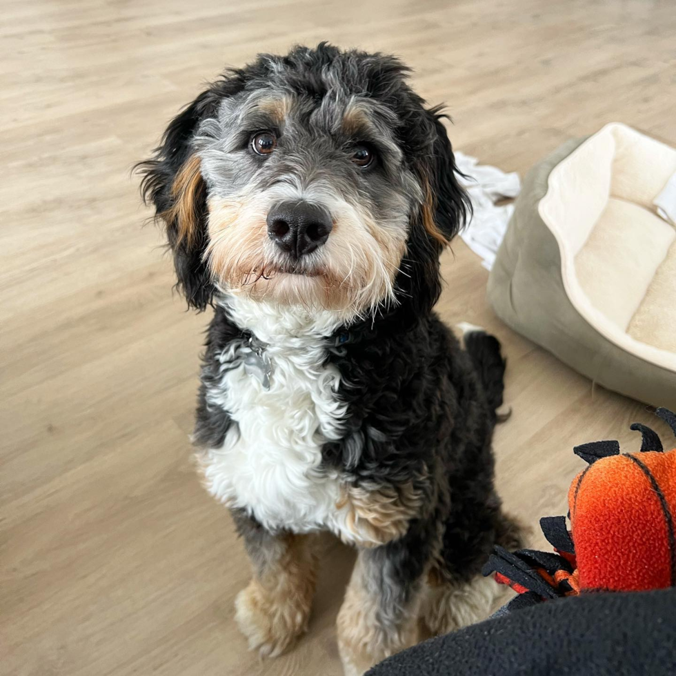 Friendly Mini Bernedoodle Pup