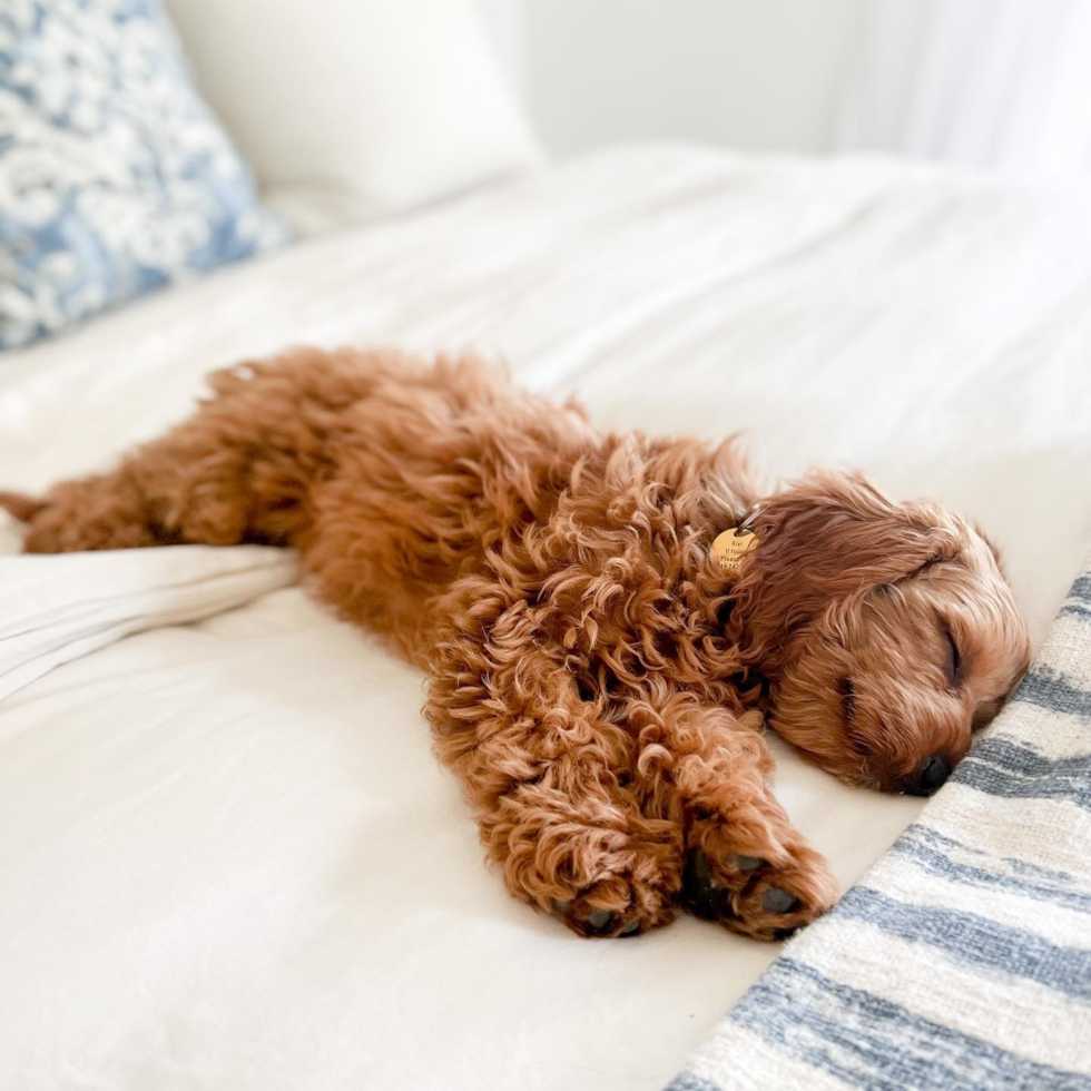 Sweet Cavapoo Pup