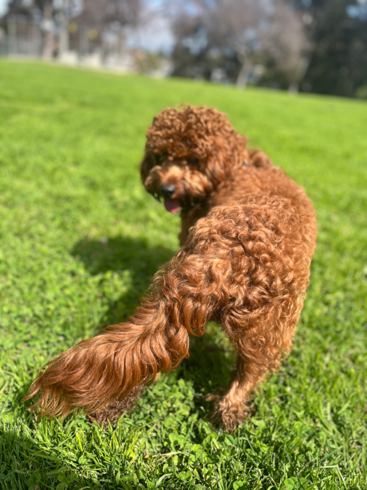 Fluffy Cavapoo Poodle Mix Pup