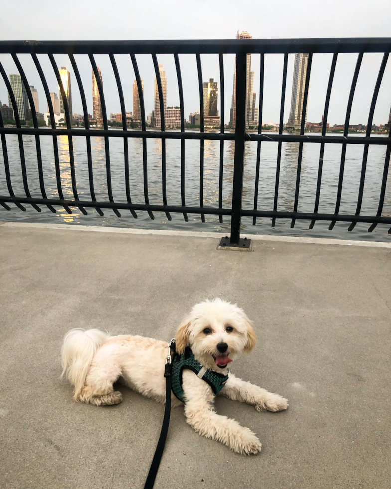 Energetic Maltepoo Poodle Mix Pup