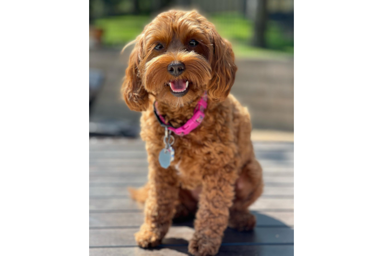 Mini Labradoodle Pup Being Cute