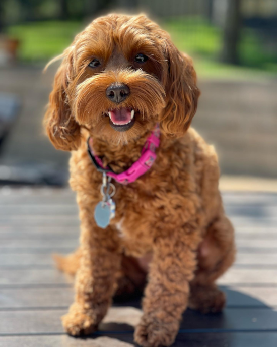 Smart Mini Labradoodle Poodle Mix Pup