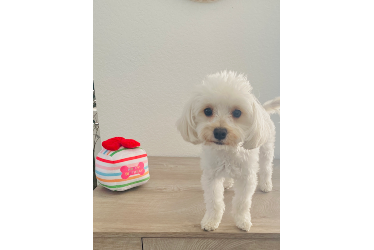 Friendly Maltipoo Baby