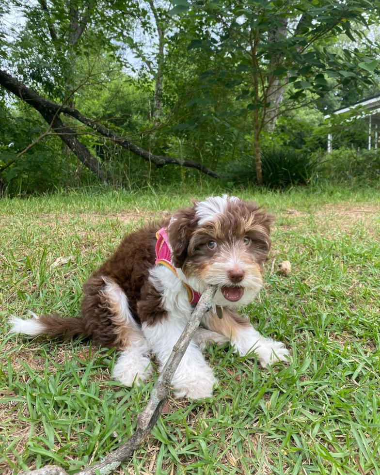 Greenville Mini Aussiedoodle Pup