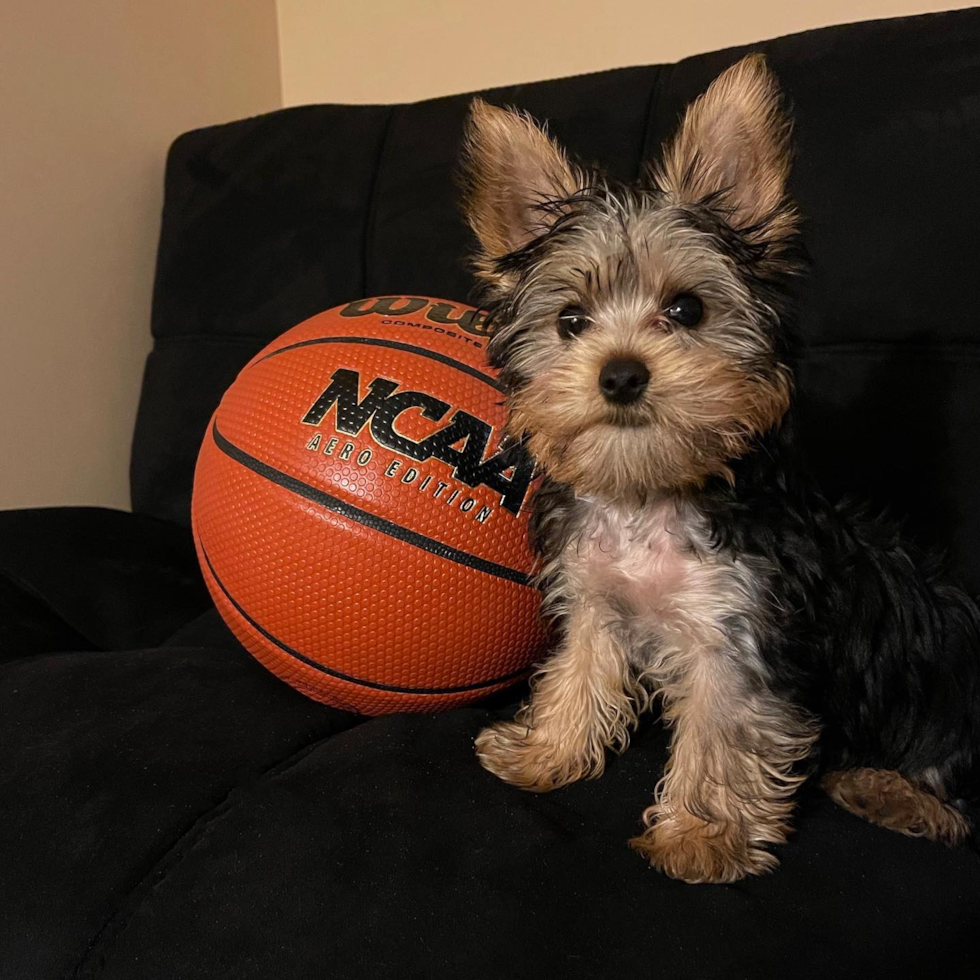 Smart Yorkie Purebred Pup