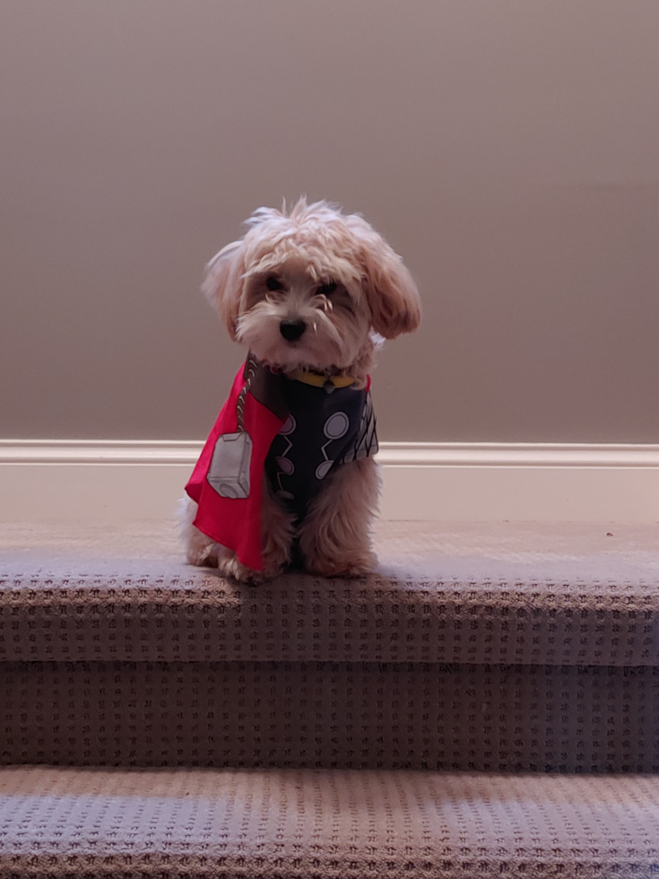 Happy Maltipoo Pup