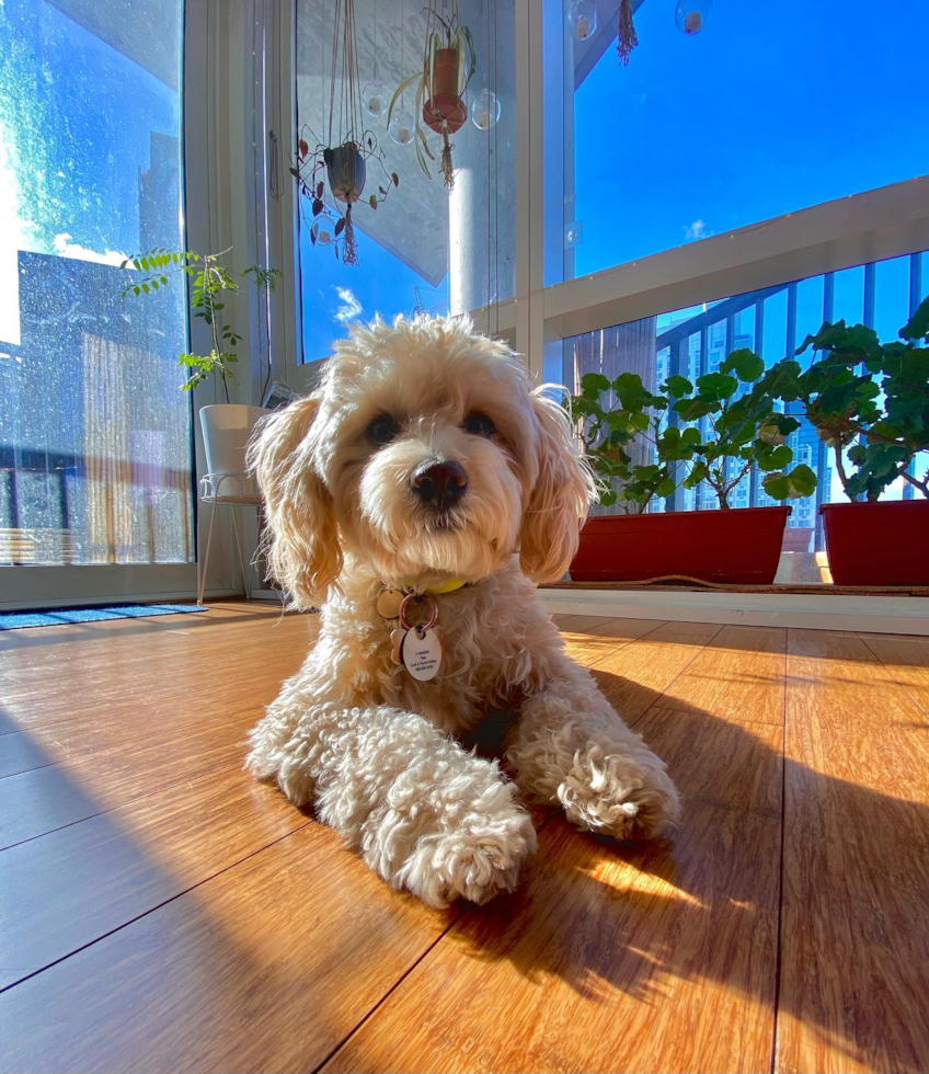 Maltipoo Being Cute