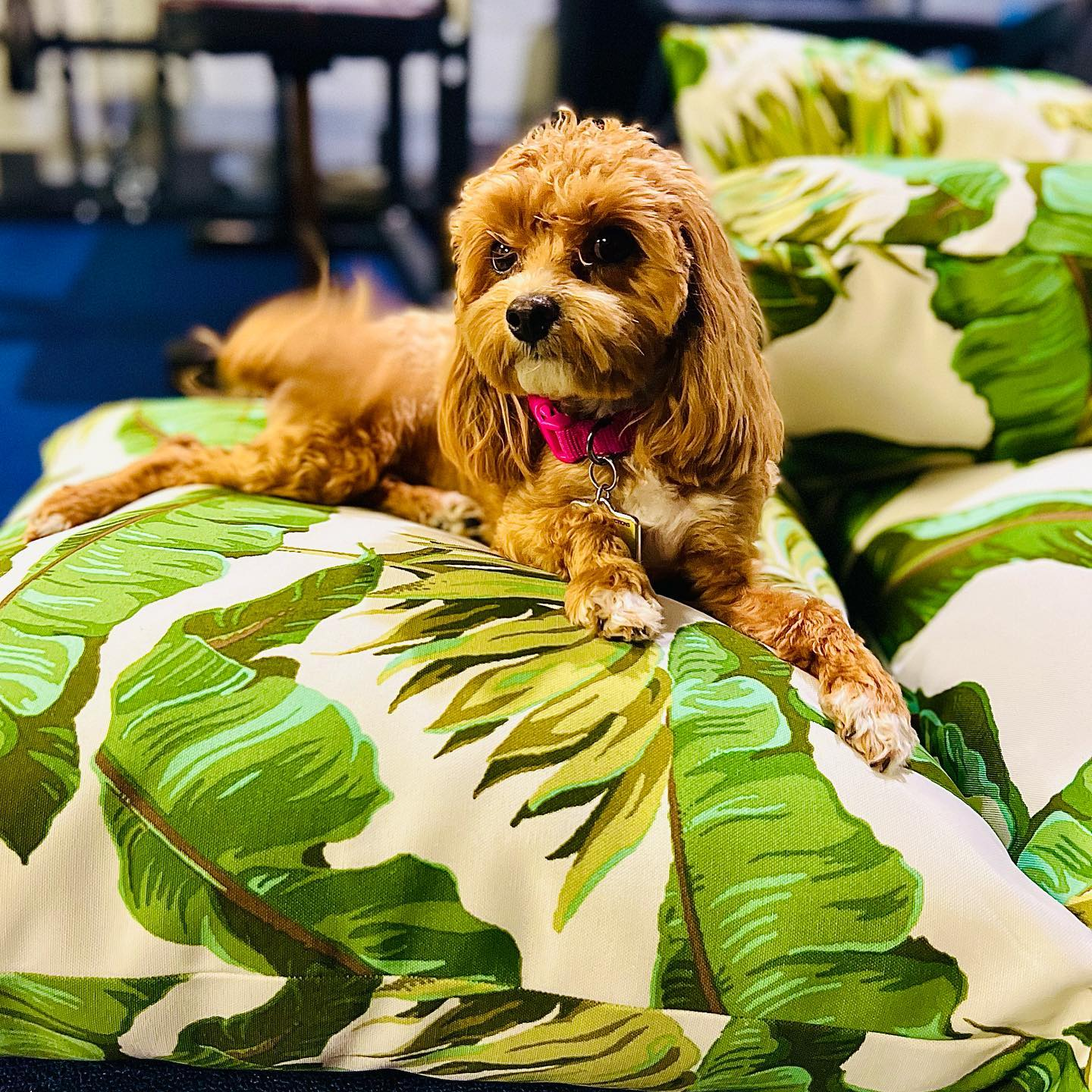 Happy Maltipoo Baby