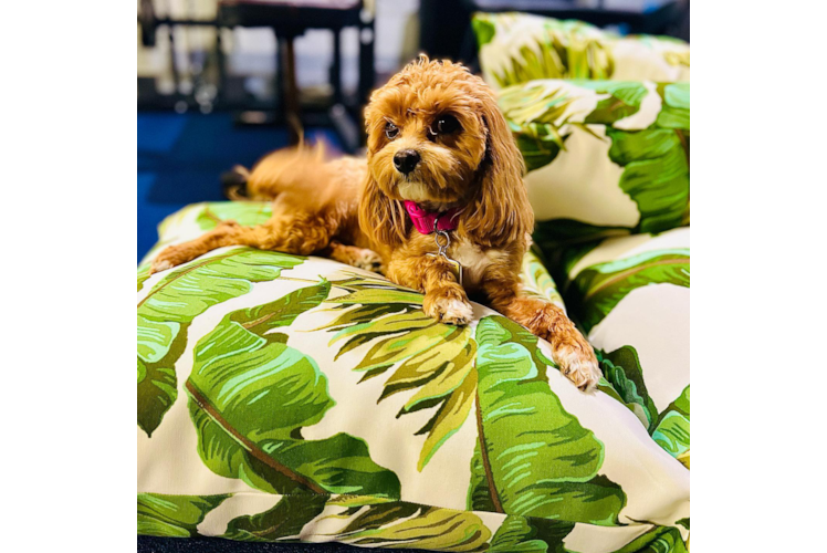 Happy Maltipoo Baby