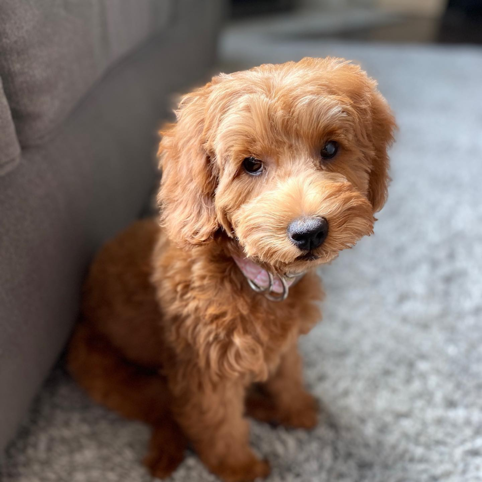 Grand Blanc Mini Goldendoodle Pup