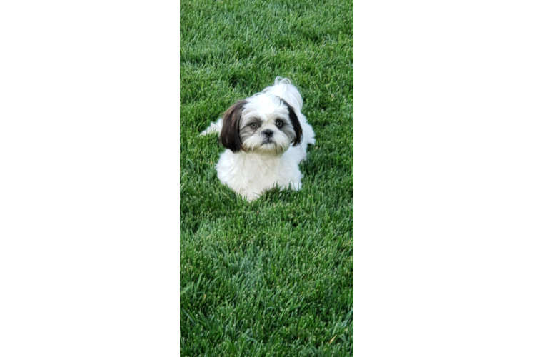 Playful Shih Tzu Purebred Pup