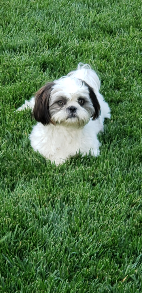 Pleasanton Shih Tzu Pup