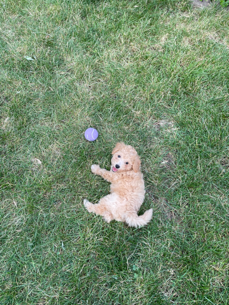 Energetic Bichpoo Poodle Mix Pup