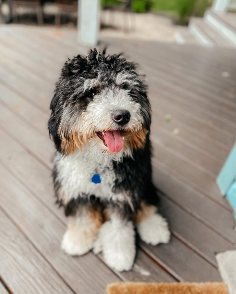 Cincinnati Mini Bernedoodle Pup