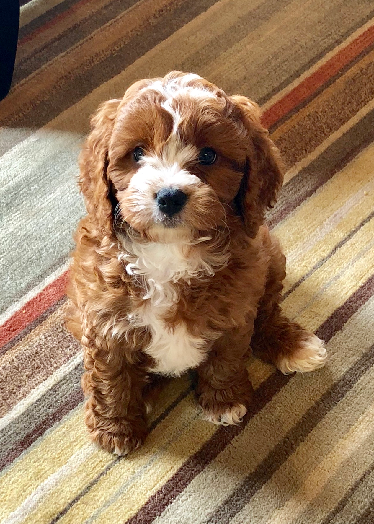 Funny Cavapoo Poodle Mix Pup