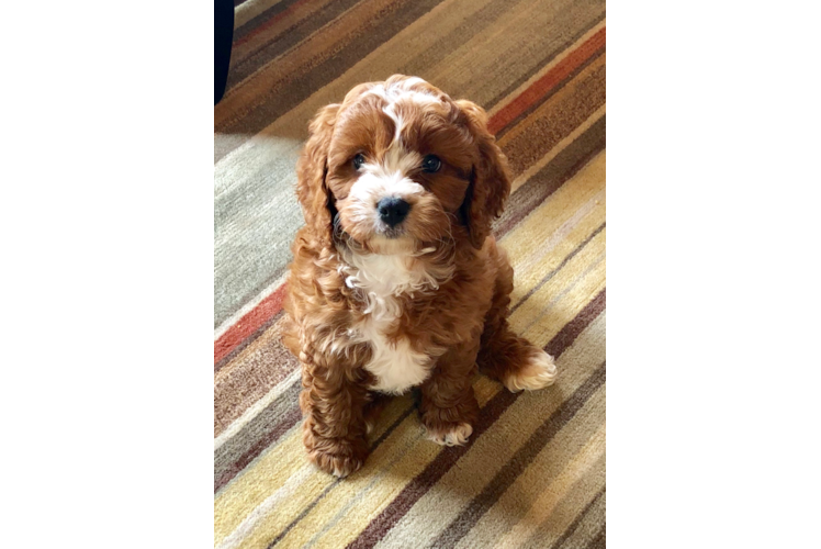 Funny Cavapoo Poodle Mix Pup