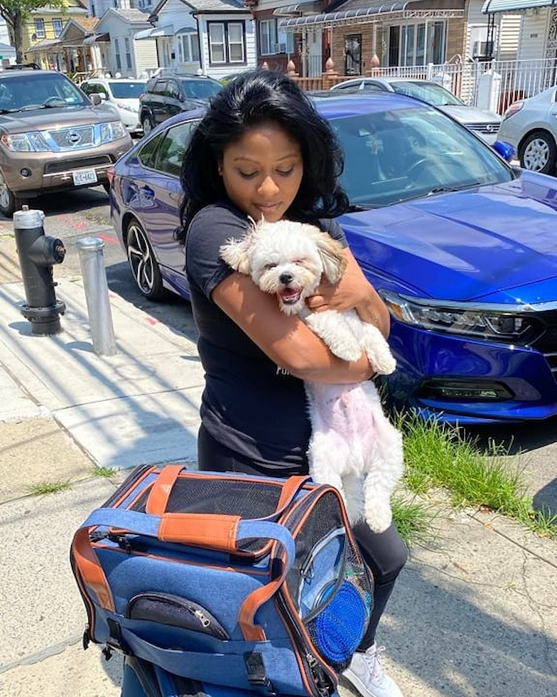 Small Teddy Bear Pup in New York NY