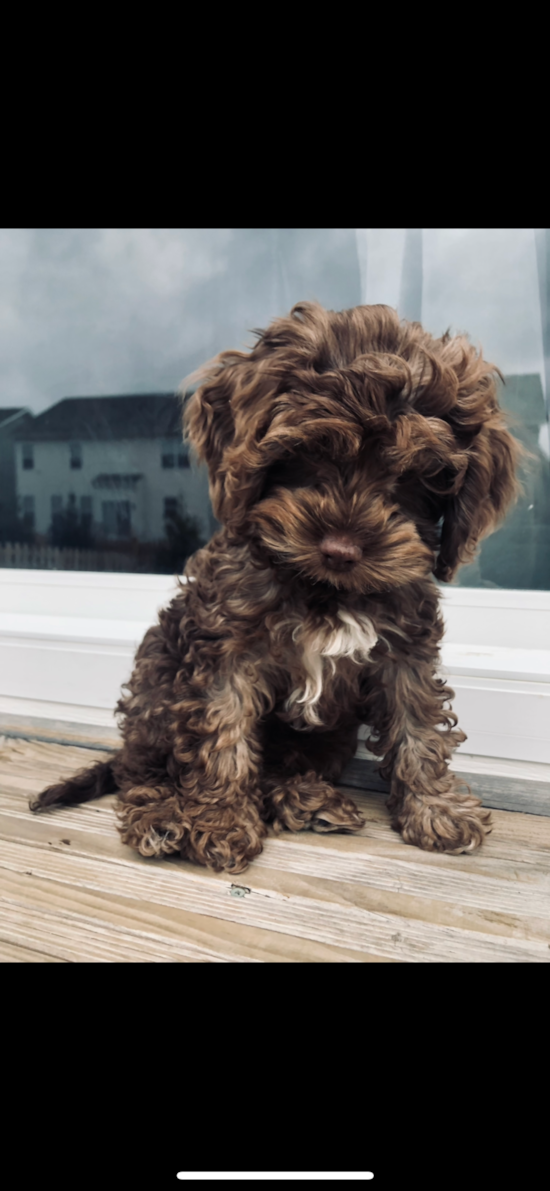 Cockapoo Pup