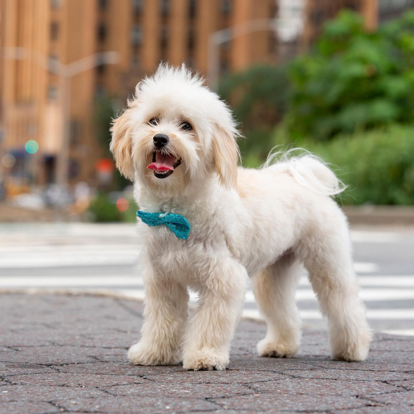 Best Maltipoo Baby