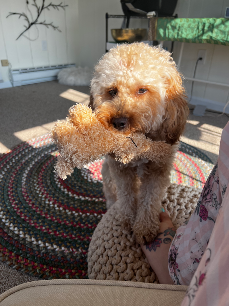 Funny Cavapoo Poodle Mix Pup