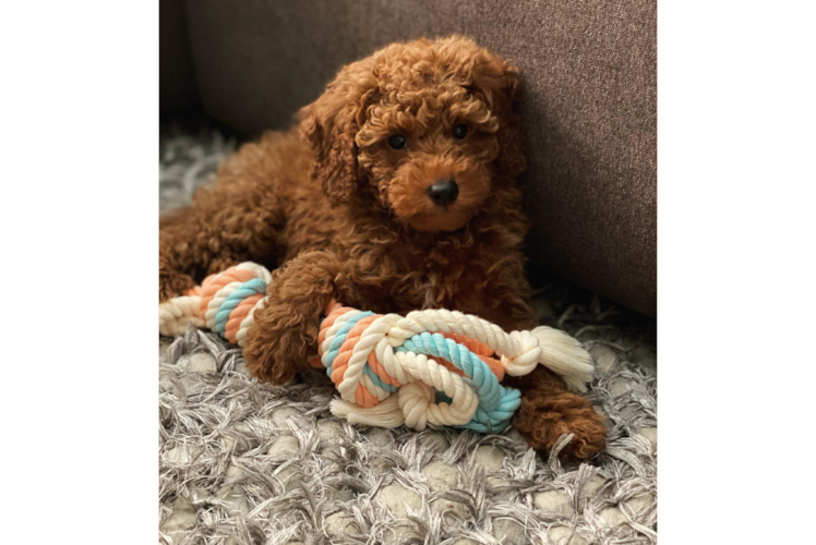 Happy Mini Goldendoodle Baby