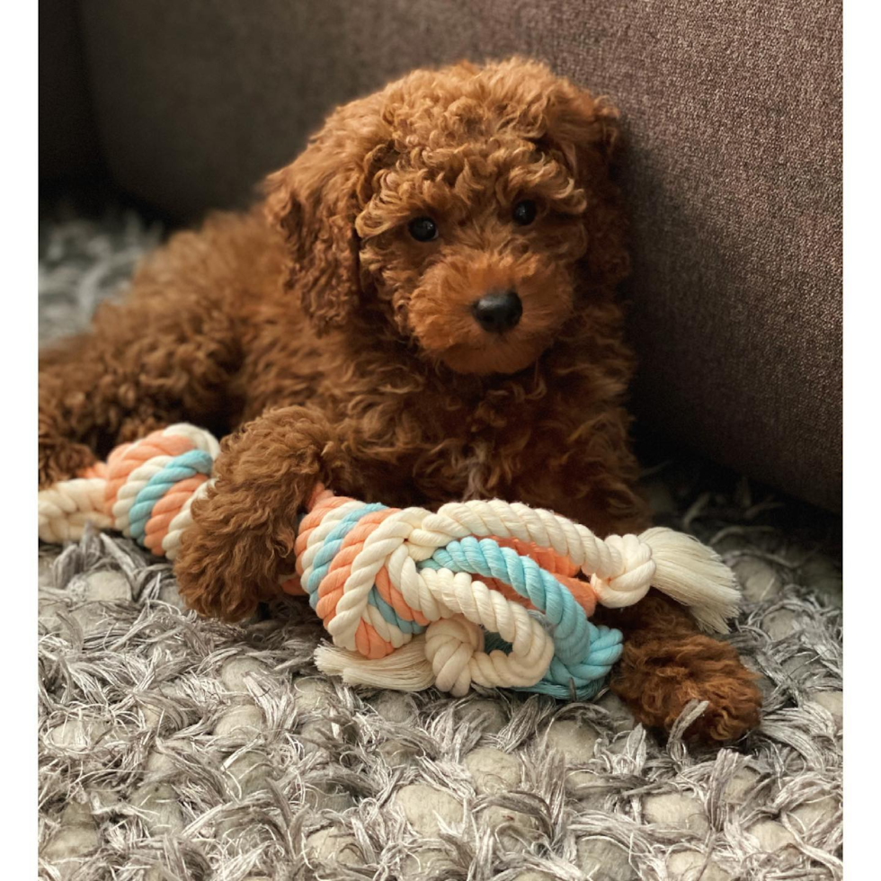 Sweet Mini Goldendoodle Pup in Hacienda Heights CA