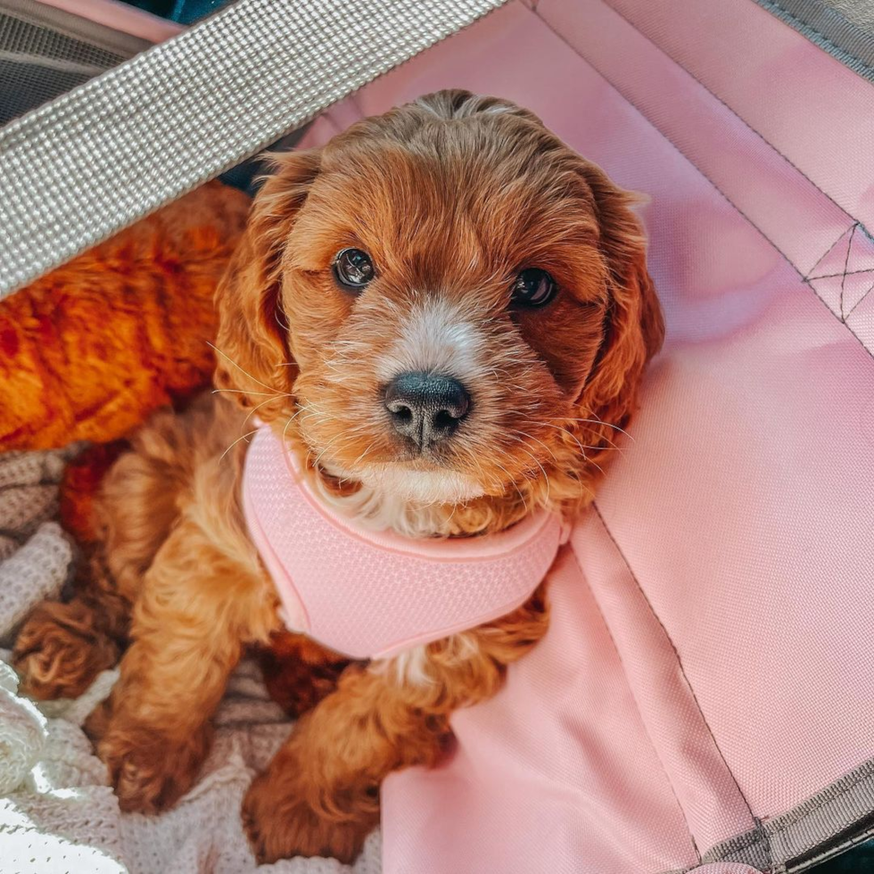 Cute Cavapoo Pup