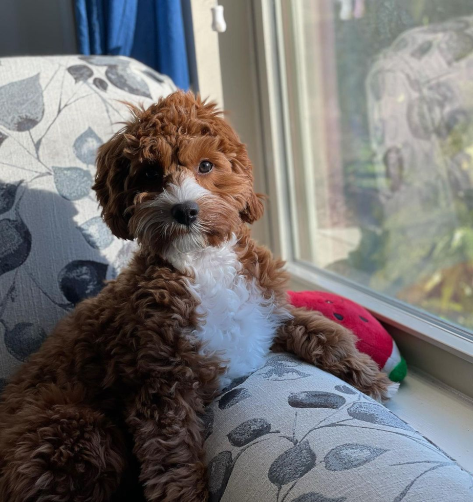 Cute Cavapoo Pup