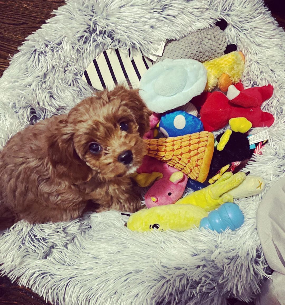 Cavapoo Being Cute