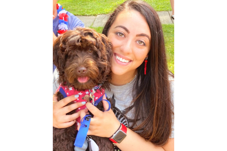 Small Mini Goldendoodle Baby