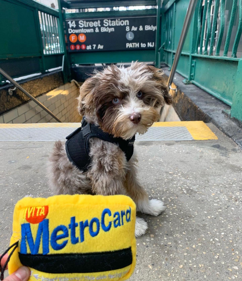 Friendly Mini Aussiedoodle Pup in Weston CT