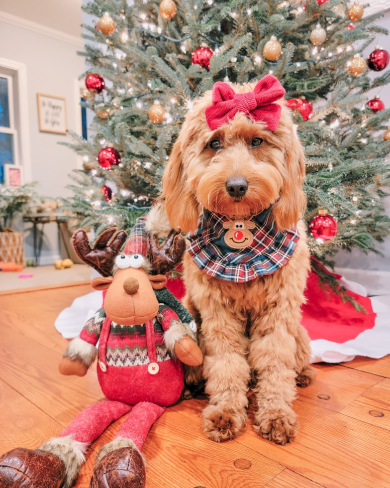 Playful Golden Retriever Poodle Mix Pup