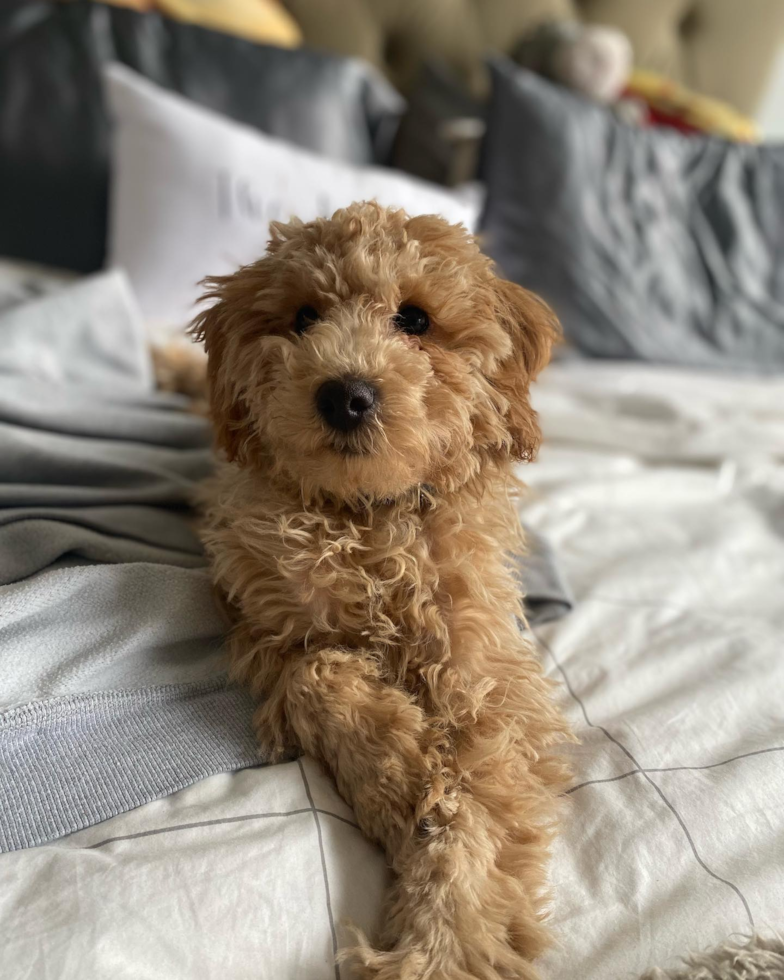 New York Mini Goldendoodle Pup