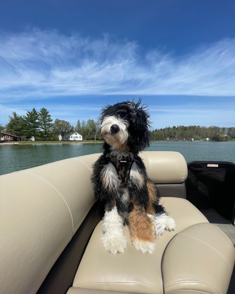 Petite Mini Bernedoodle Poodle Mix Pup