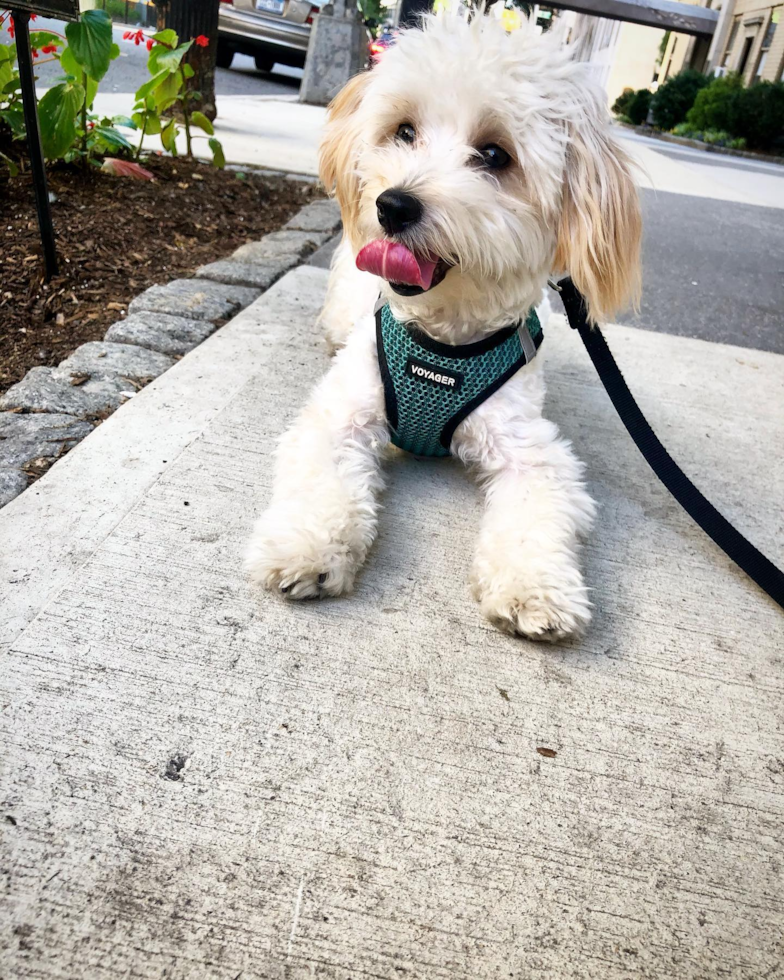 Maltipoo Being Cute