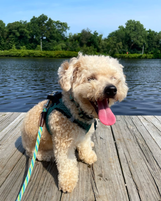 Hypoallergenic Yorkie Bichon Designer Pup