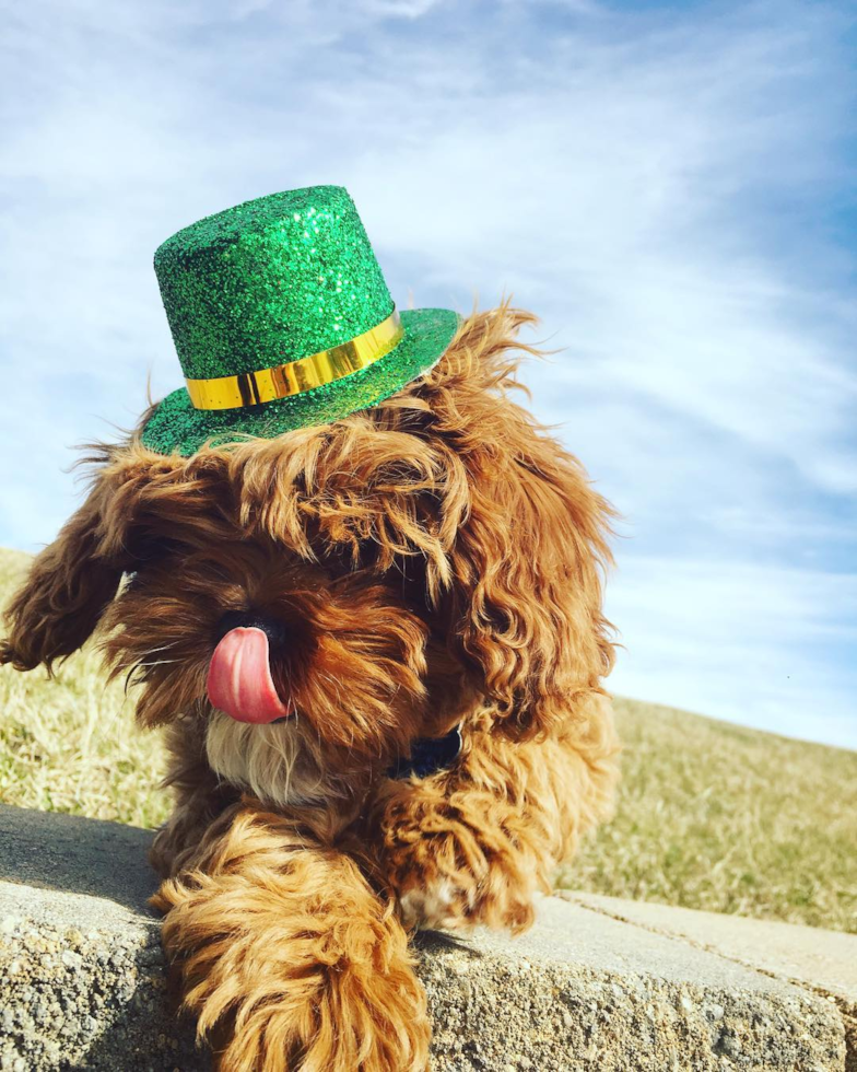 Adorable Cavoodle Poodle Mix Pup