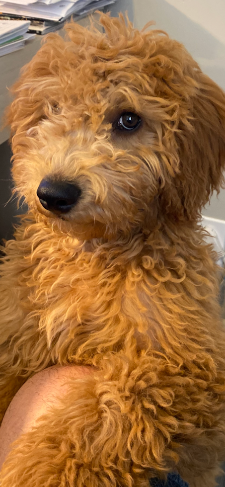 Adorable Golden Retriever Poodle Mix Pup