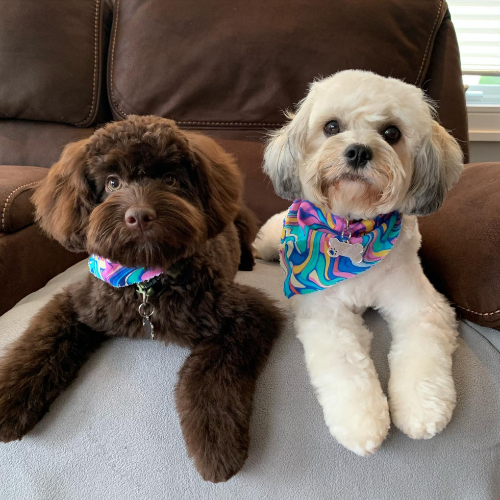 Petite Cockapoo Poodle Mix Pup