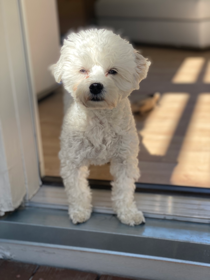 Small Maltipoo Pup