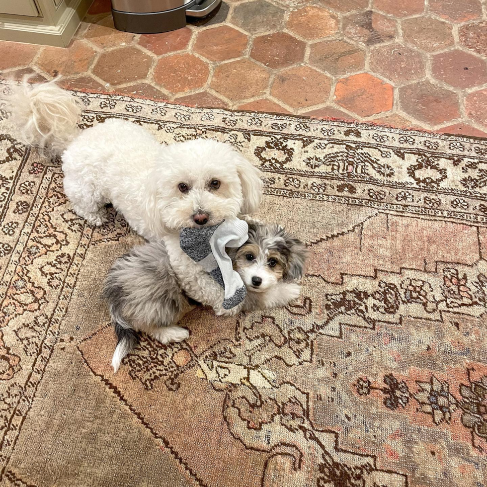 Mini Aussiedoodle Being Cute