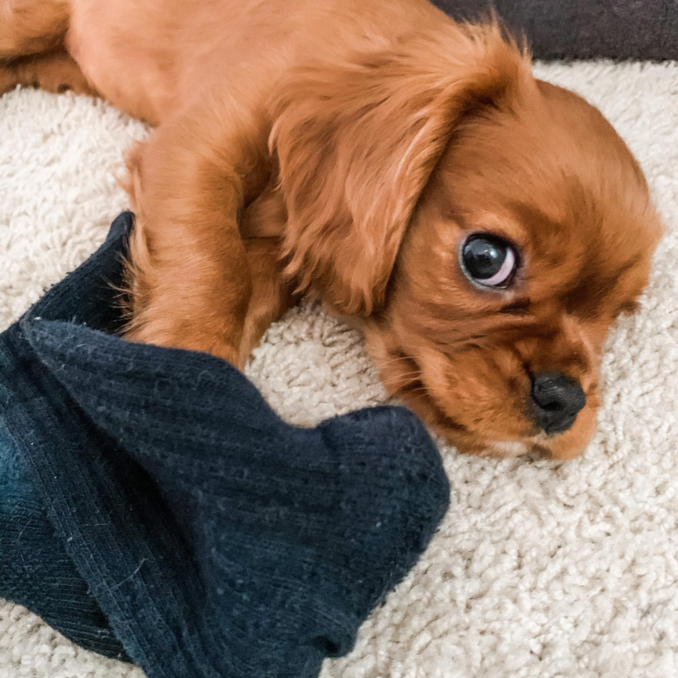 Fort Lee Cavalier King Charles Spaniel Pup